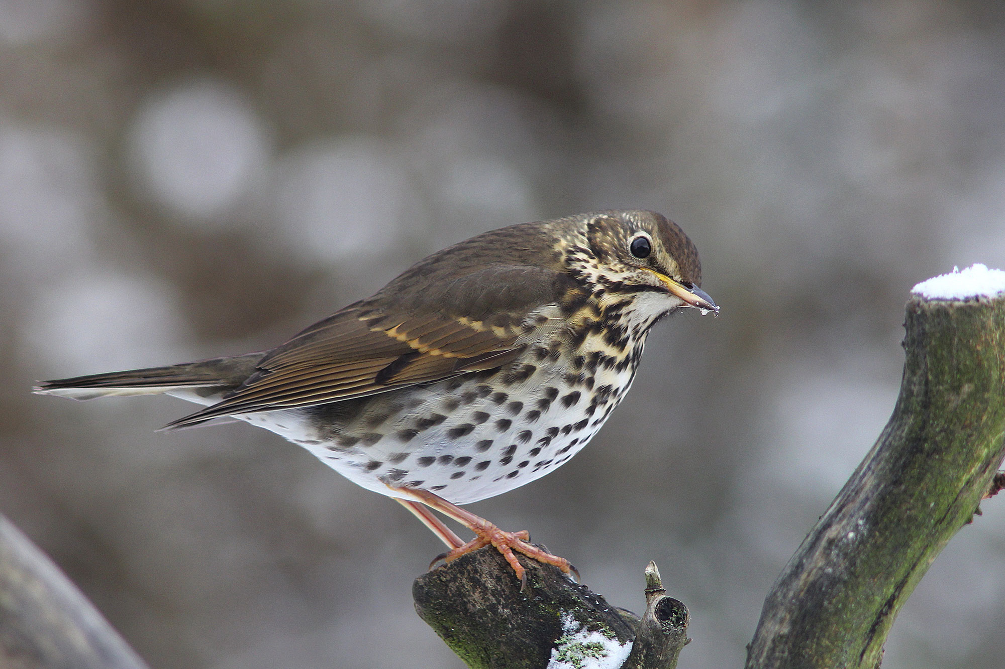 Insektenfresser im Winter - LBV - Gemeinsam Bayerns Natur schützen
